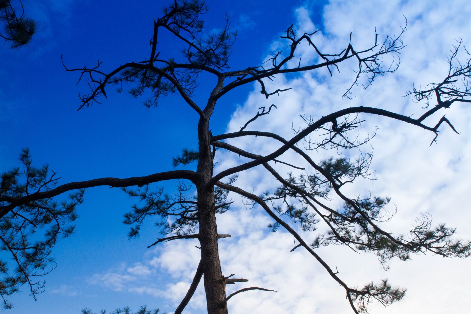 Canon EOS 7D sample photo. Tree, sky, nature photography
