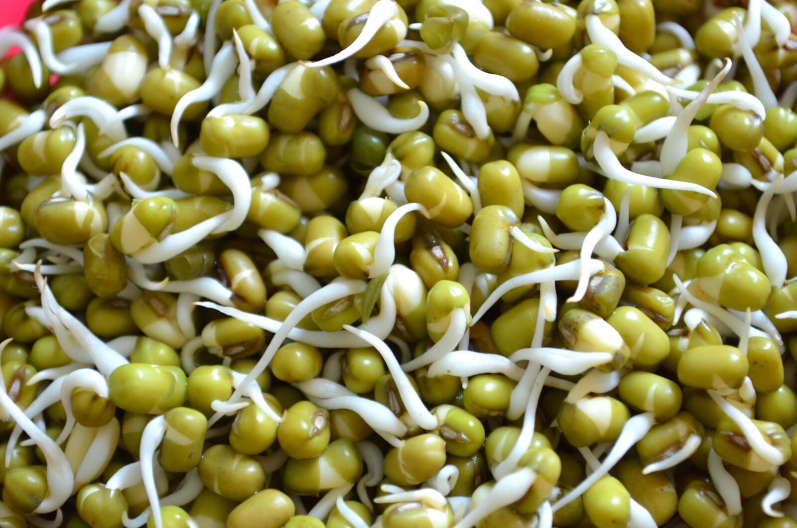 Nikon D5100 sample photo. Seed, green pea, food photography