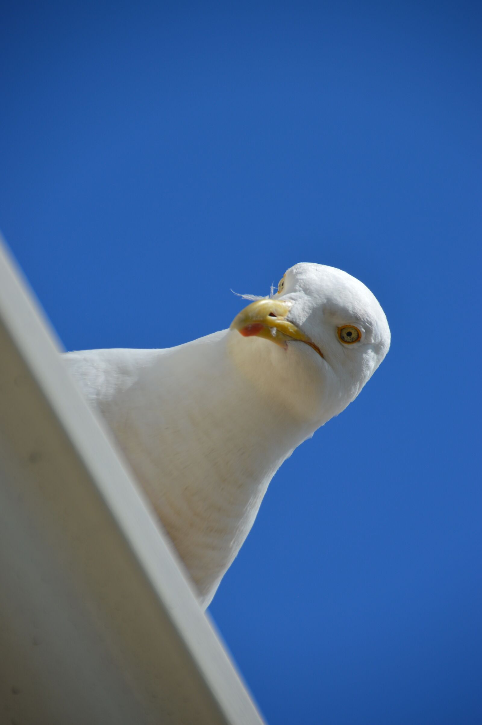 Nikon D3200 sample photo. Seagull, bird, blue photography