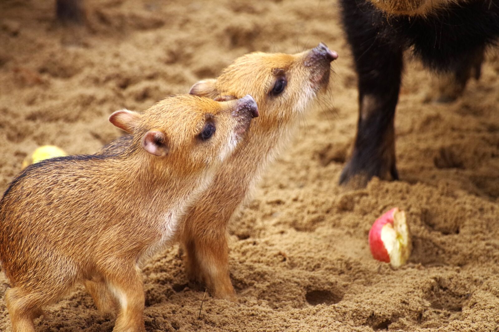 Pentax K-30 sample photo. Little pig, wild boars photography