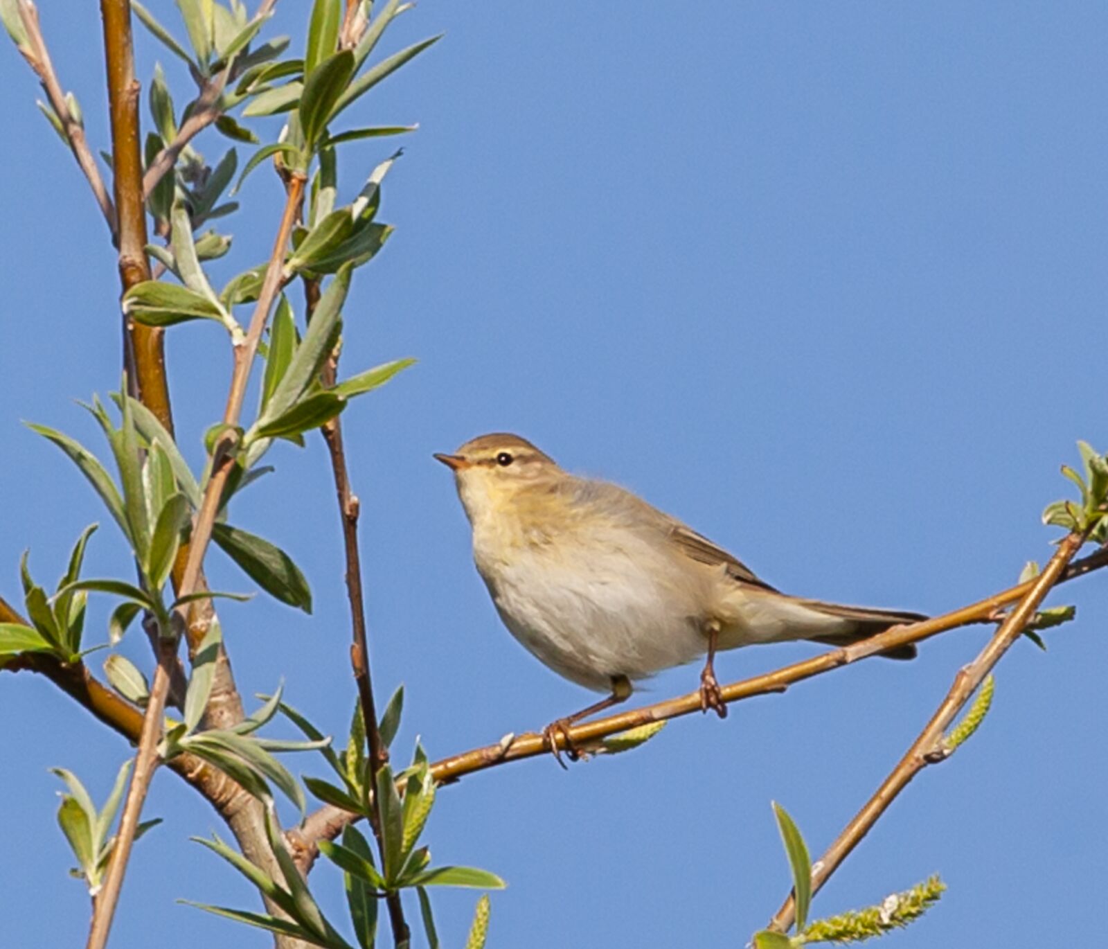 Canon EOS 5D Mark II sample photo. Willow warbler, phylloscopus trochilus photography