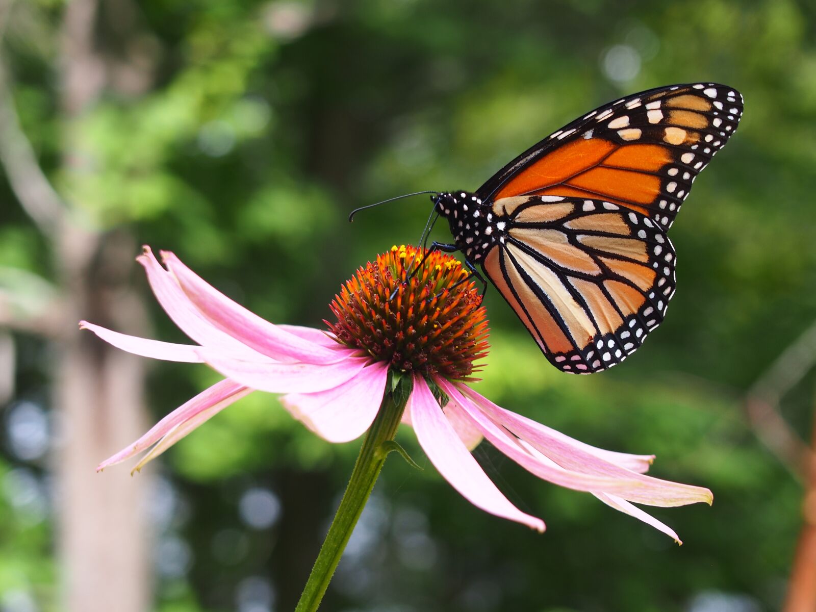 Olympus PEN E-PL6 sample photo. Butterfly, coneflower, flower photography