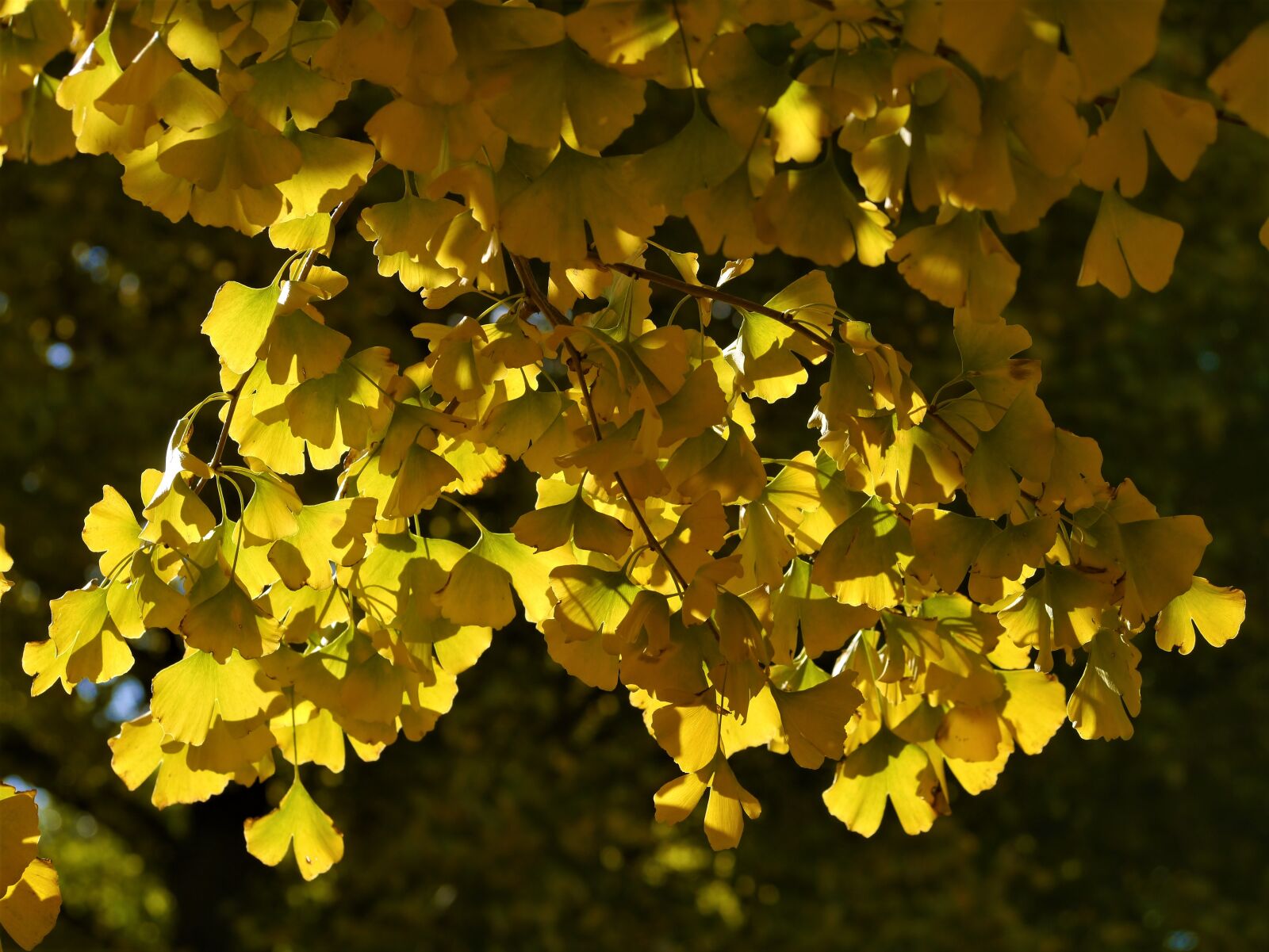 Panasonic Lumix DMC-GX1 sample photo. Yellow leaves, gingko tree photography