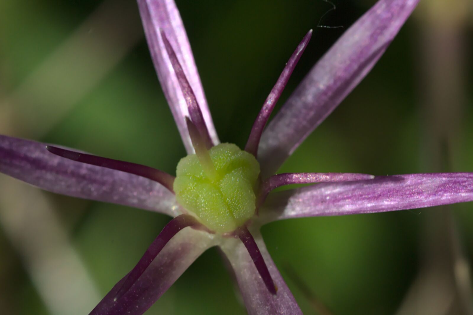 Canon EOS 700D (EOS Rebel T5i / EOS Kiss X7i) sample photo. Purple, violet, bulbille photography