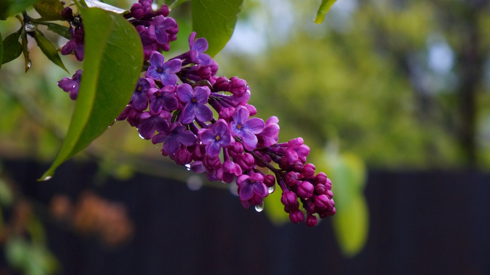 Sony Alpha a3000 + Sony E 18-55mm F3.5-5.6 OSS sample photo. Nature, plants, tree photography