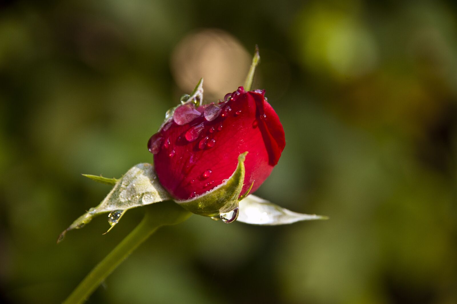 Nikon D50 sample photo. Rosa, capullo, rosebud photography