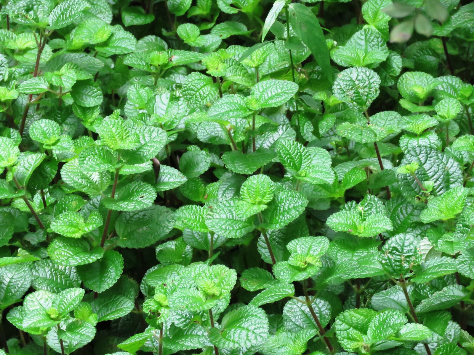 Canon PowerShot SX60 HS sample photo. Green, leaf, garden photography