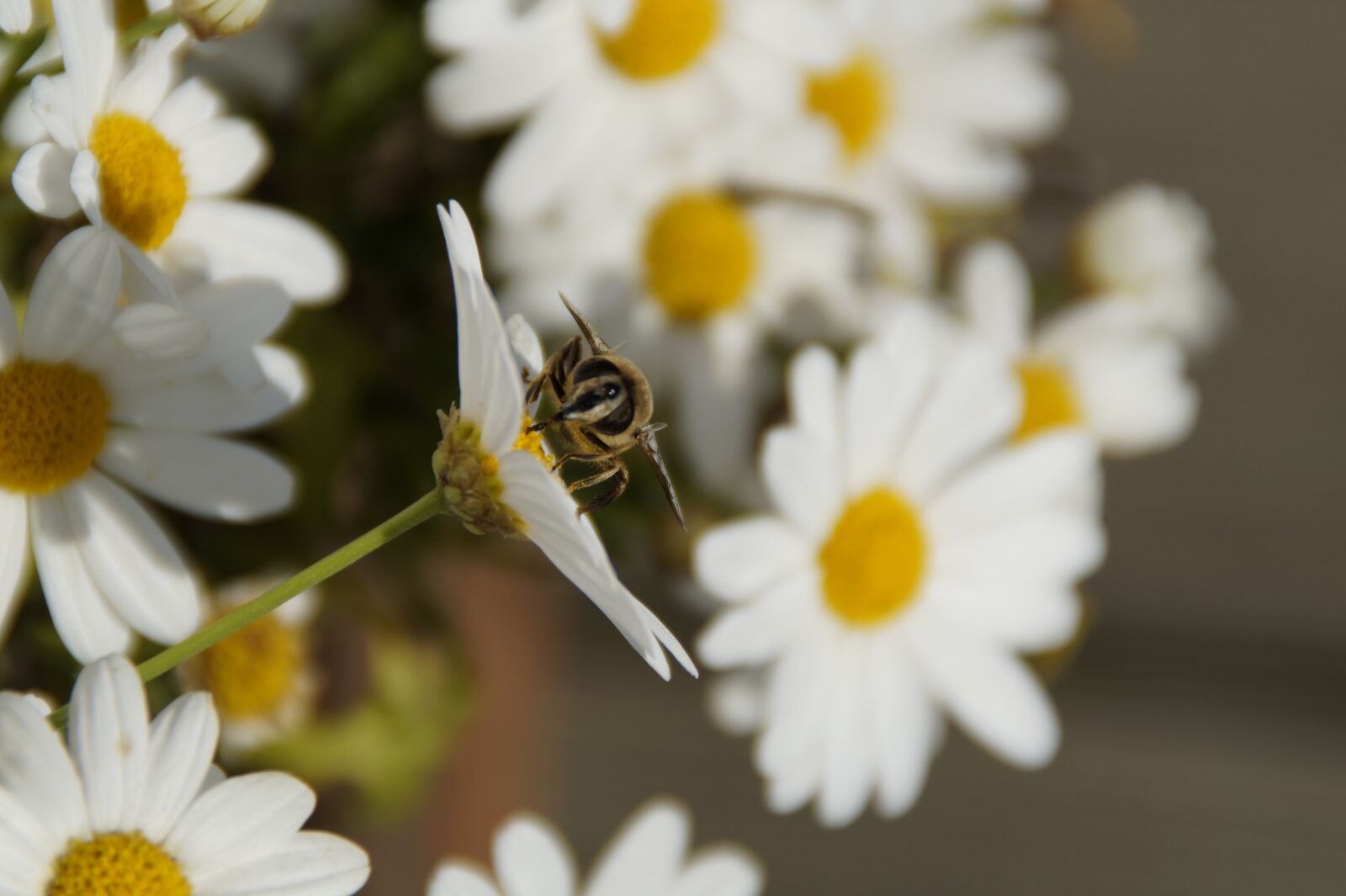 Sony SLT-A58 sample photo. Insect on flower, insect photography