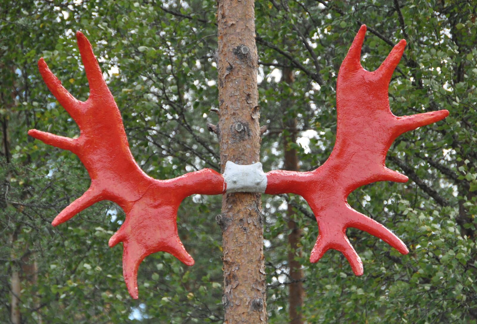 Nikon D5000 sample photo. Moose, antler, norway photography