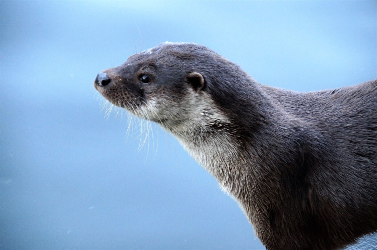 Sony SLT-A58 sample photo. Otter, fluvial, water photography