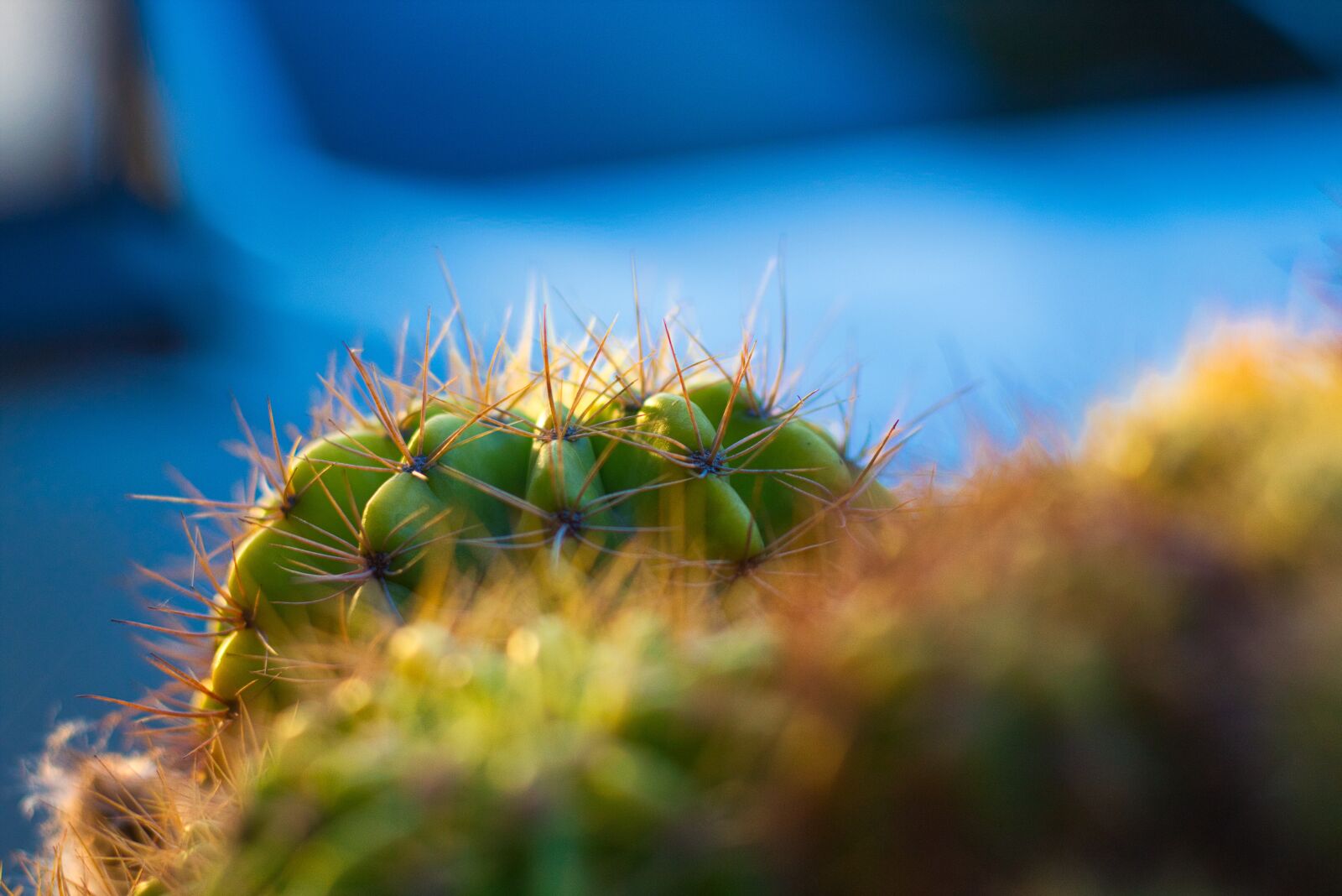 Canon EOS 700D (EOS Rebel T5i / EOS Kiss X7i) + Canon EF 50mm F1.8 STM sample photo. Plant, spikes, thorns photography