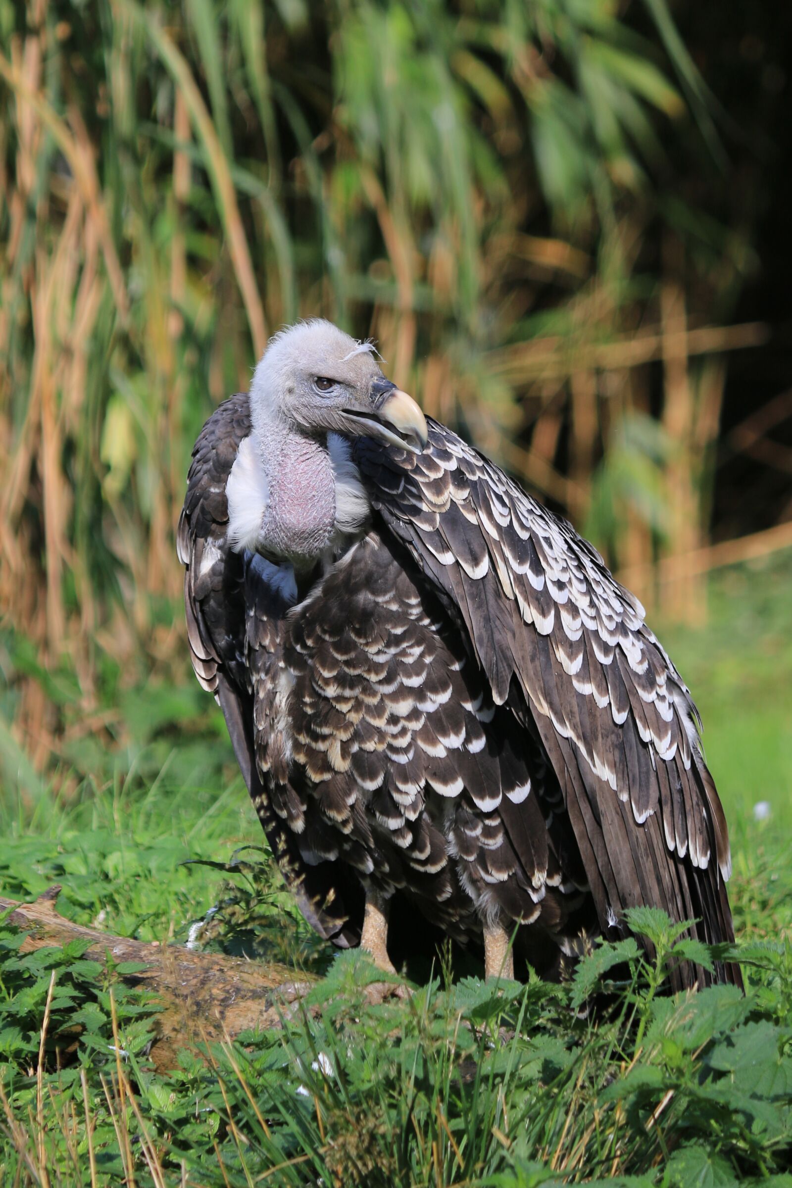 Canon EOS 70D sample photo. Vulture, raptor, bird photography