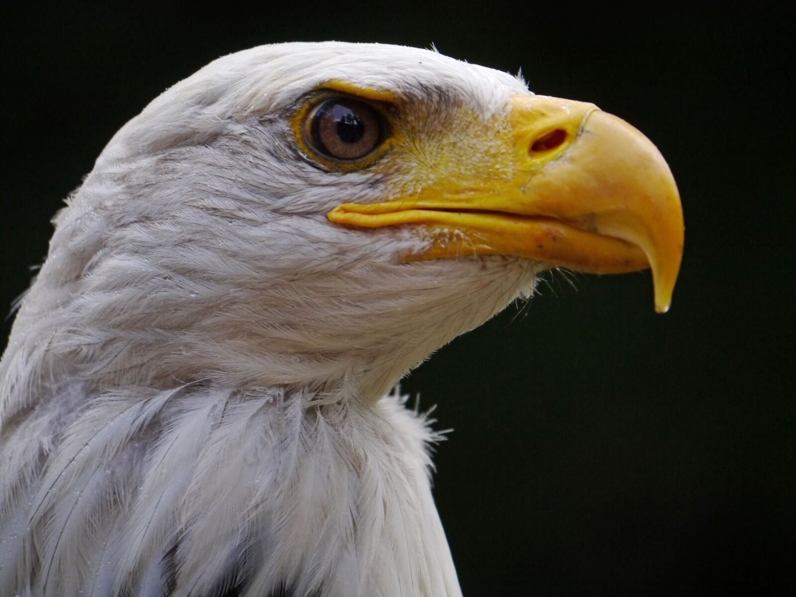 Panasonic Lumix DMC-G3 sample photo. Adler, bald eagle, bird photography