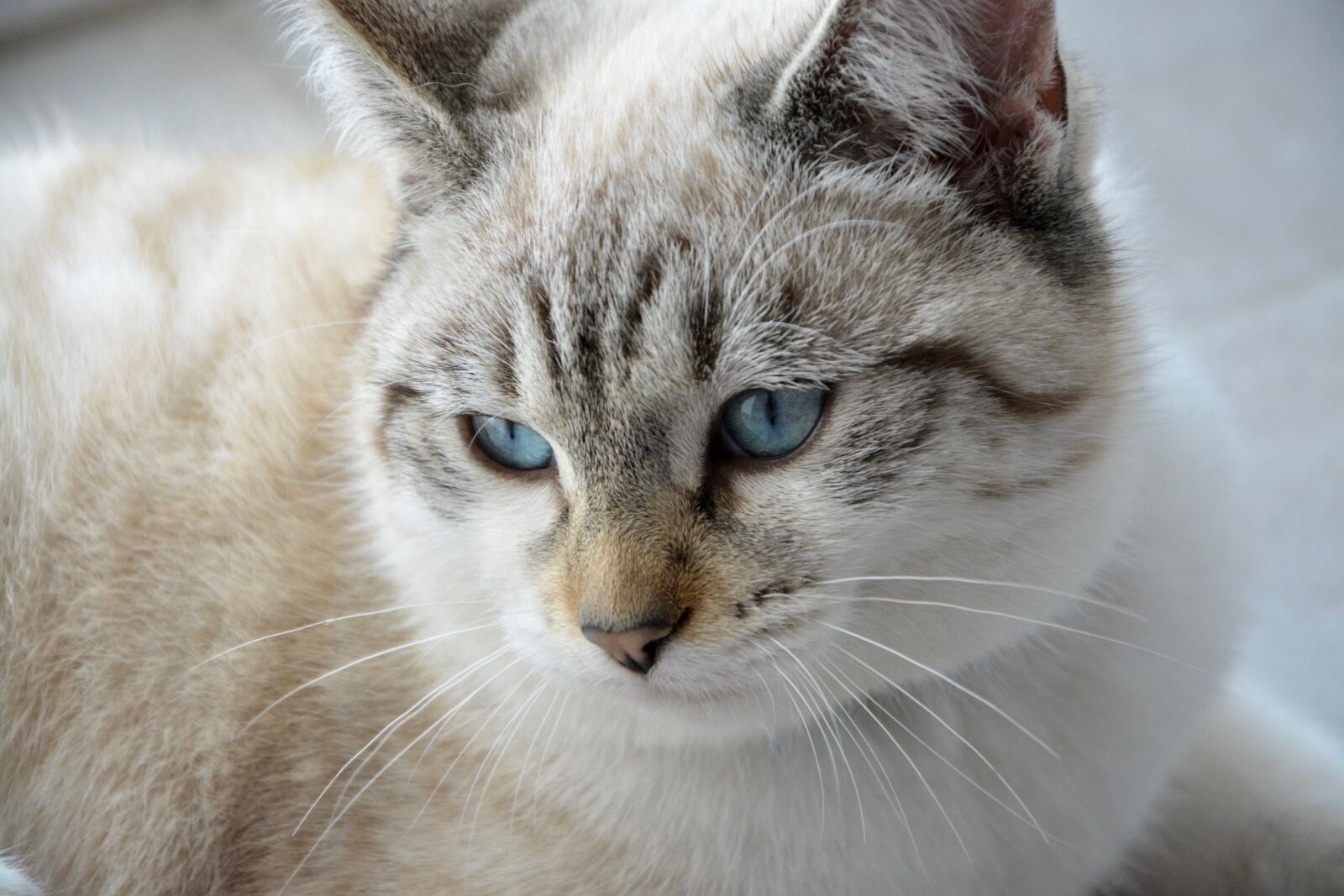 Nikon D5200 sample photo. Cat, young cat, head photography
