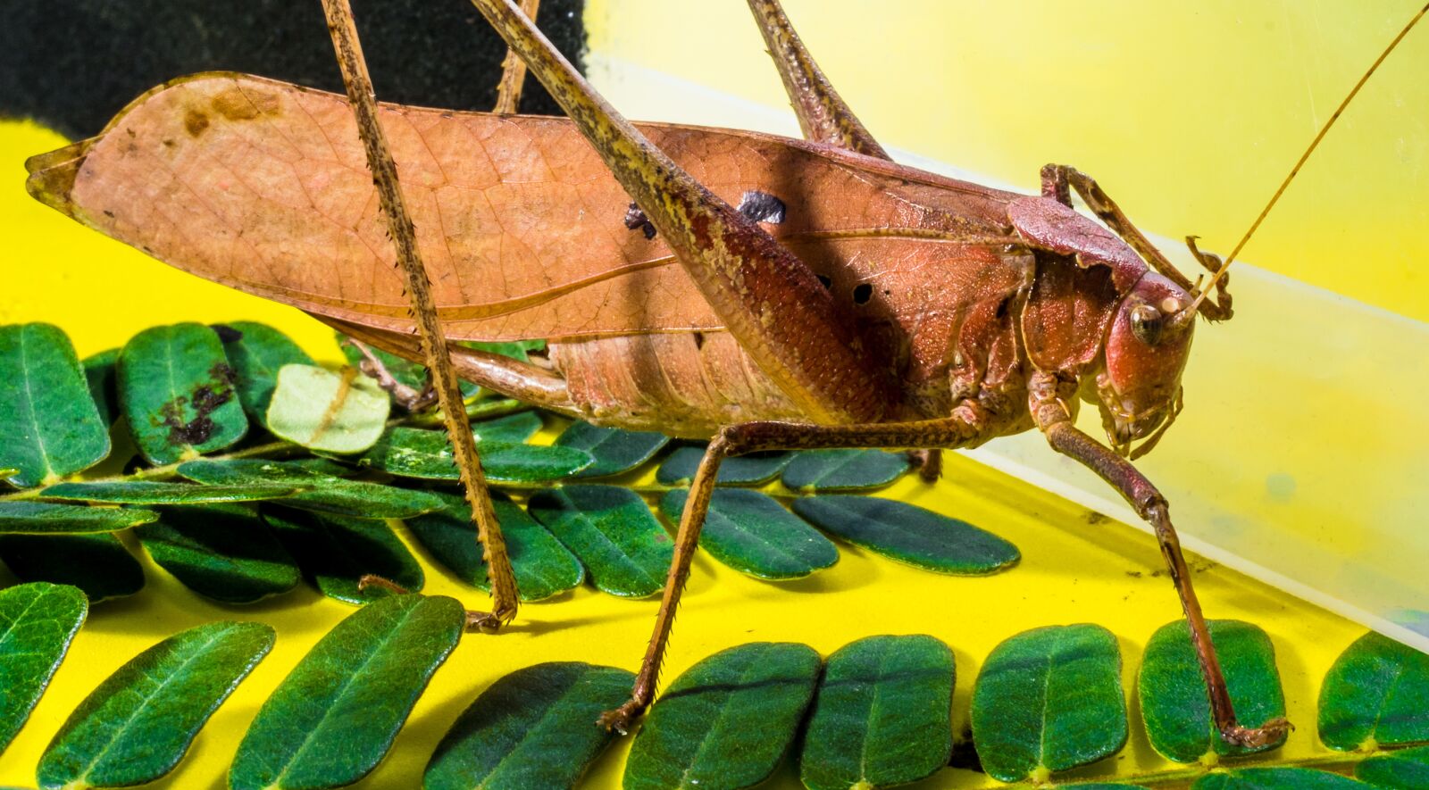 Nikon D5200 sample photo. Grasshopper, viridissima, insect photography
