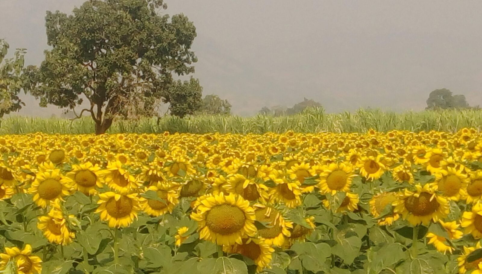 HTC DESIRE 828 DUAL SIM sample photo. Sunflower farm, sunflower, flower photography