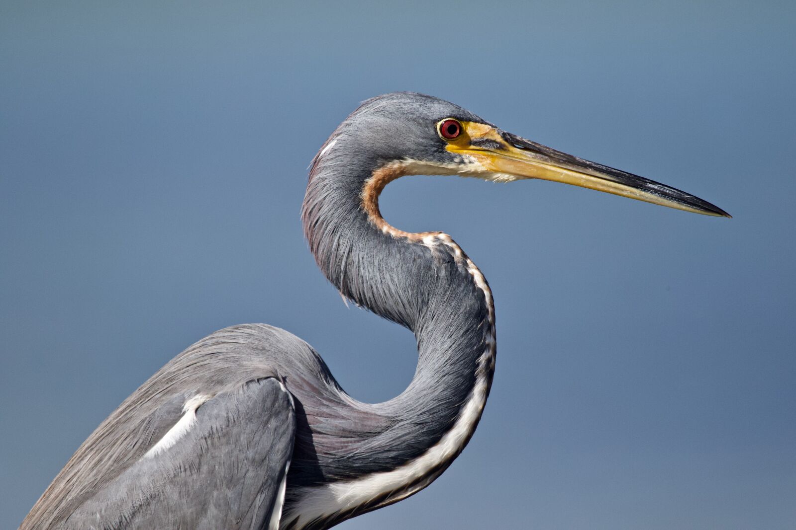 Canon EOS 7D Mark II + Canon EF 100-400mm F4.5-5.6L IS USM sample photo. Tricolored, heron, bird photography