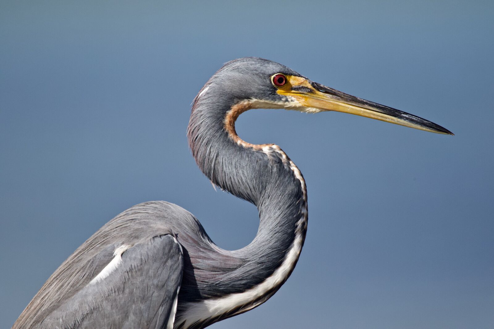 Canon EF 100-400mm F4.5-5.6L IS USM sample photo. Tricolored, heron, bird photography