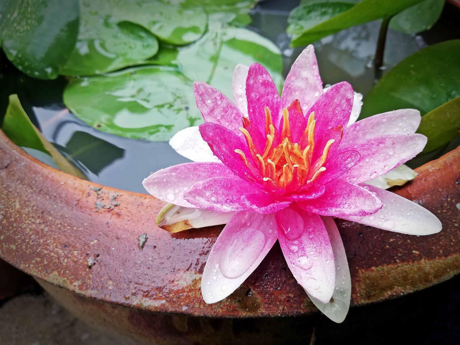 HUAWEI P20 lite sample photo. Lotus, flowers, flower photography