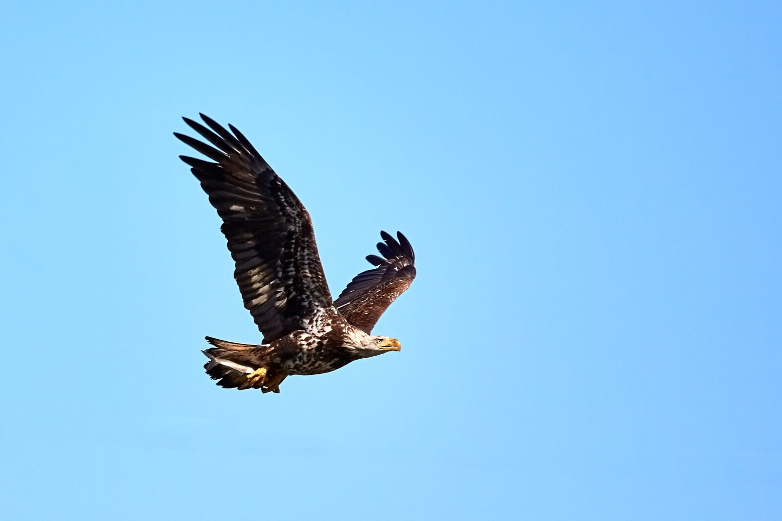 Canon EOS 5D Mark III sample photo. Bald eagle, juvenile, soaring photography