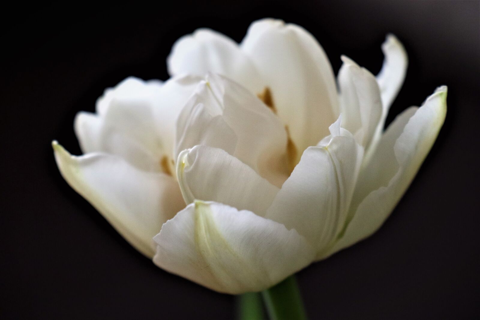 Canon EOS M6 sample photo. Flower, tulip, white photography