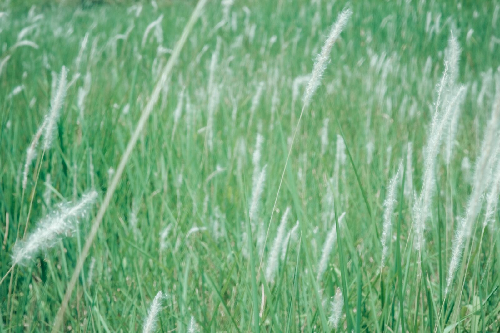 Fujifilm X-T30 sample photo. Reeds, grass, reed photography