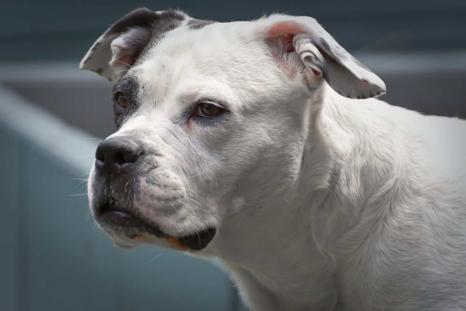 Nikon D7200 sample photo. Stafford mongrel, dog, black photography