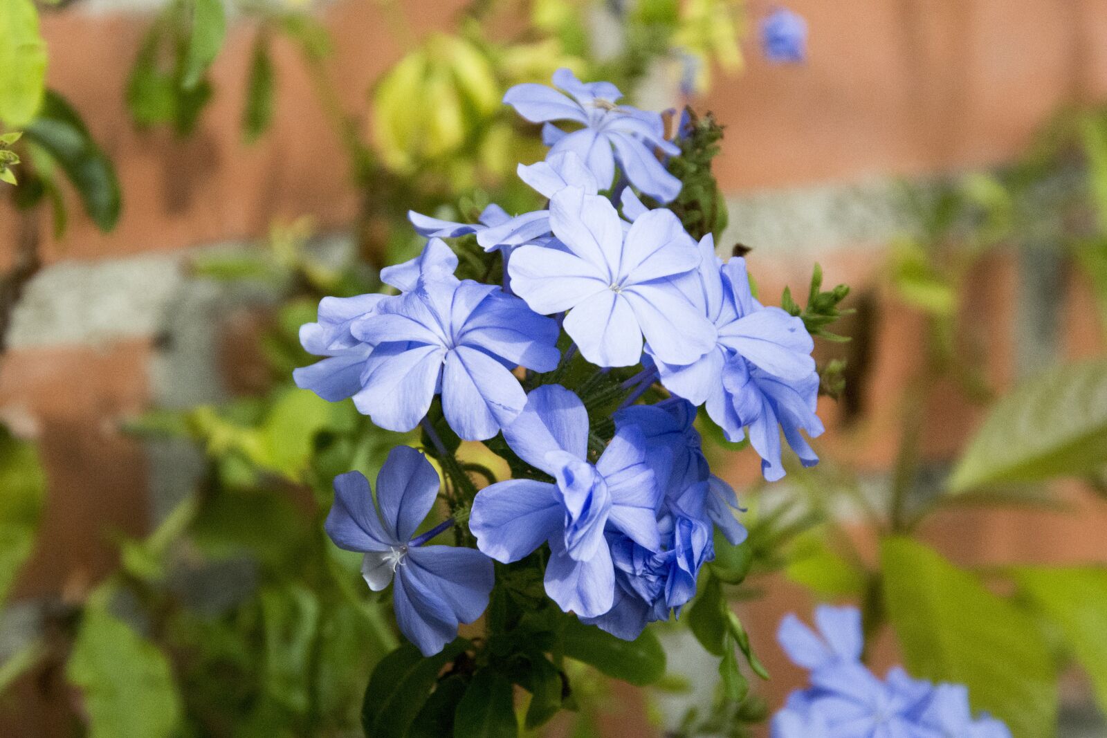 Nikon D7100 sample photo. Nature, plant, flower photography