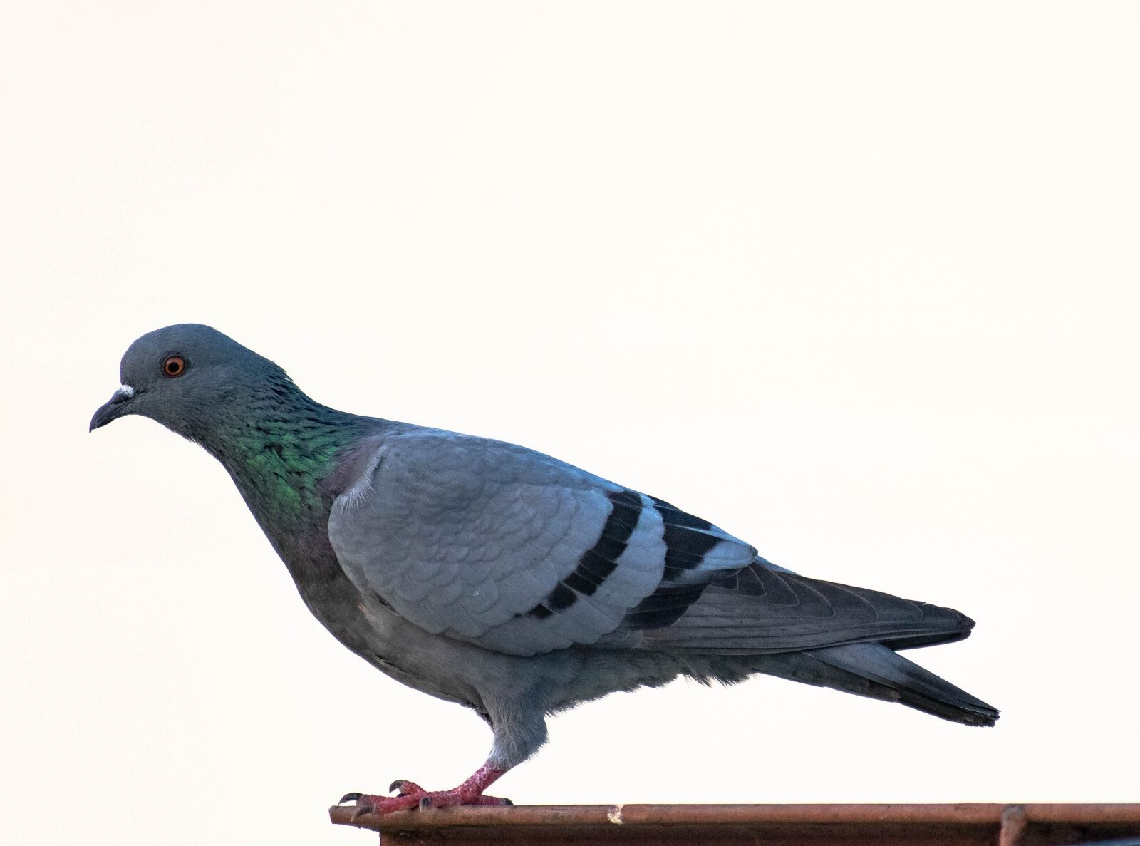 Nikon D3300 sample photo. Pigeon, bird, dove photography