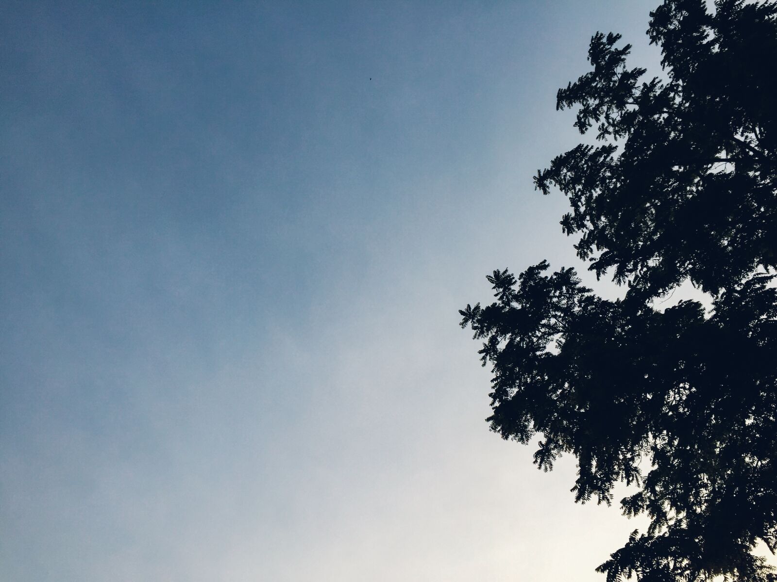 Apple iPhone 6 sample photo. Blue, sky, trees photography