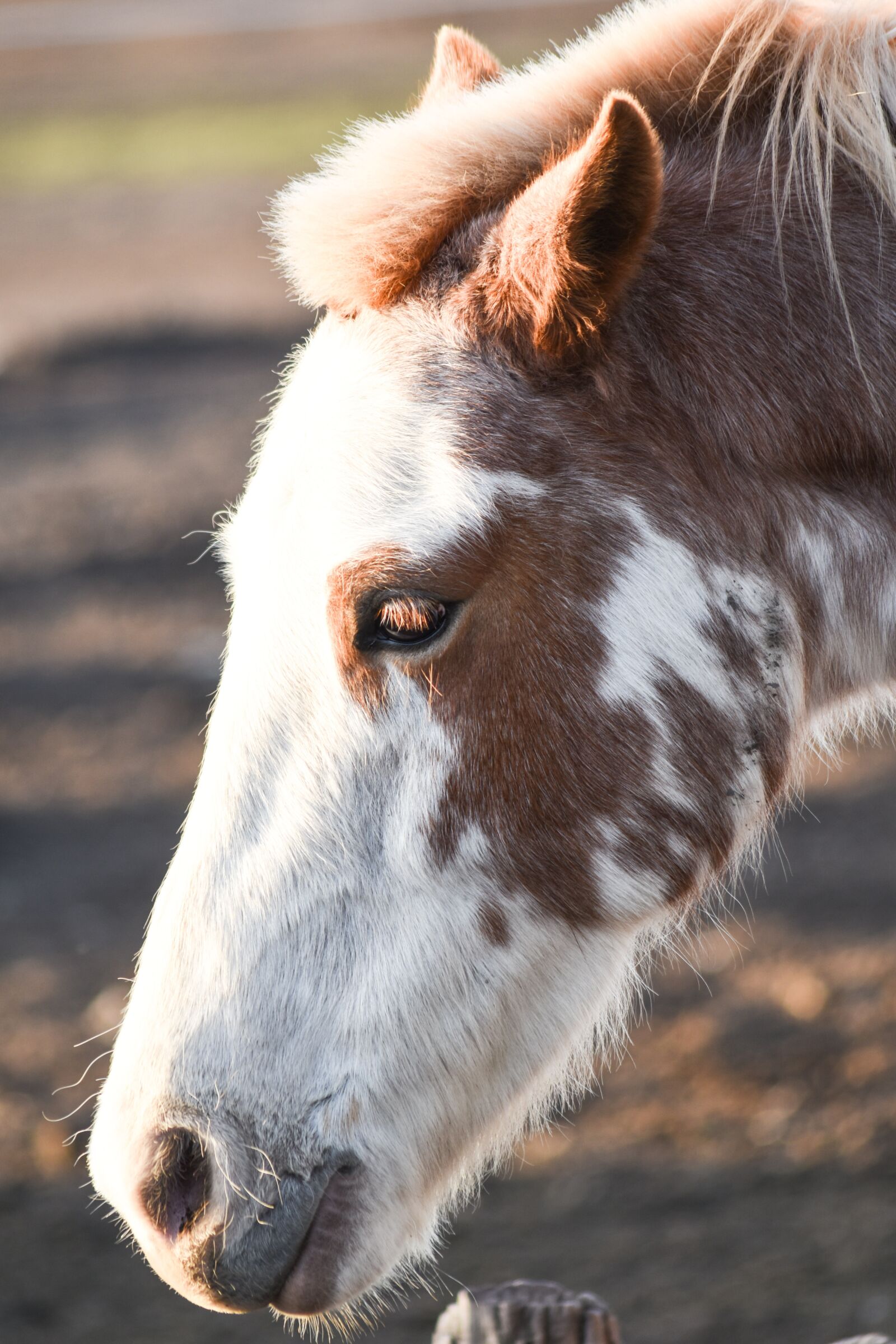 Nikon D5500 sample photo. Equine, animal, four legged photography