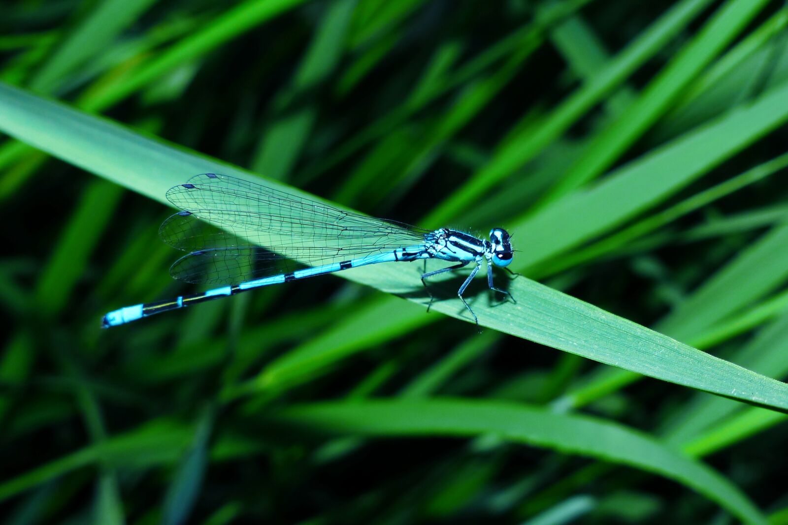 Panasonic Lumix DMC-FZ200 sample photo. Animals, invertebrates, insect photography