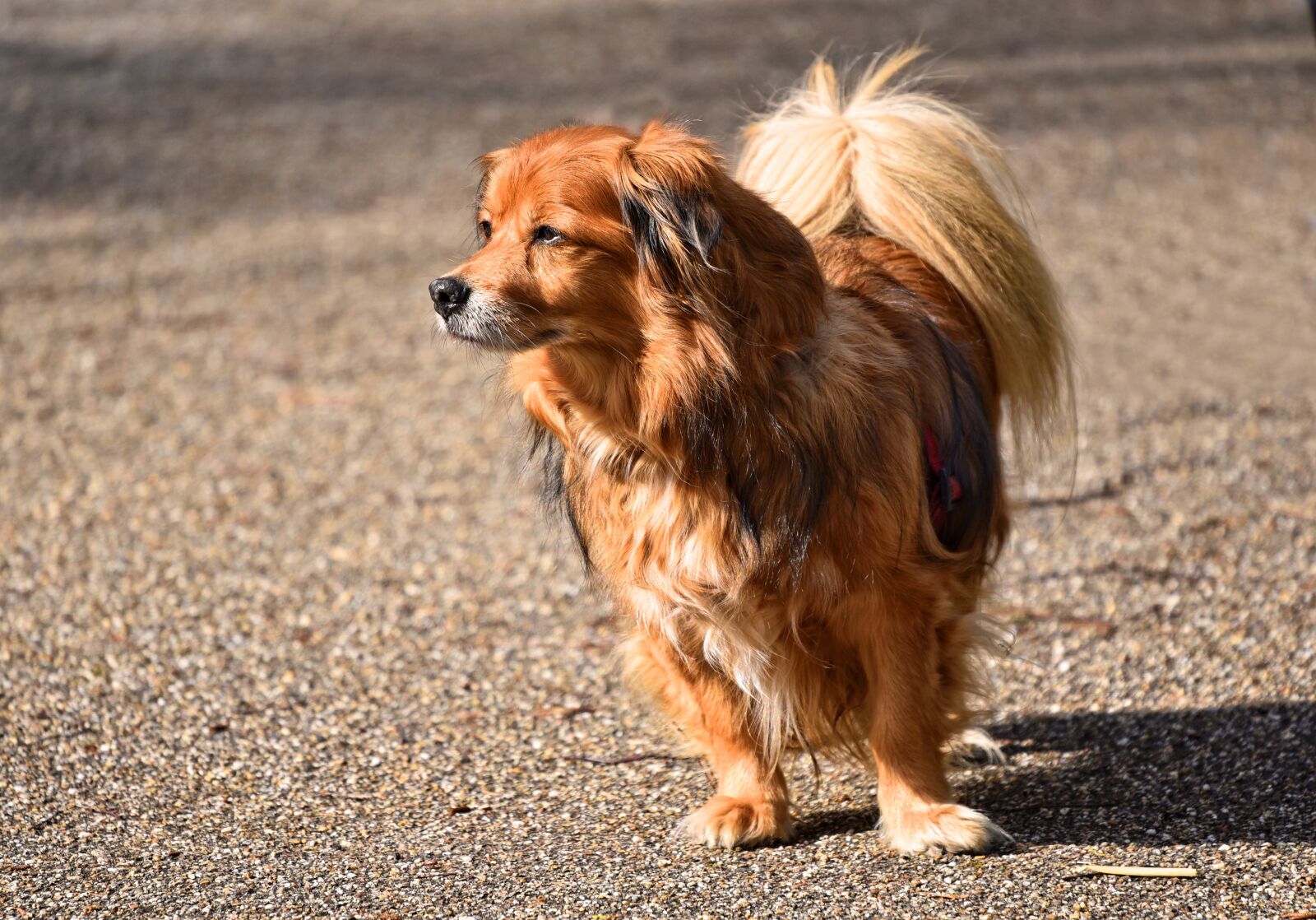 Nikon D750 sample photo. Dog, animal, mammal photography