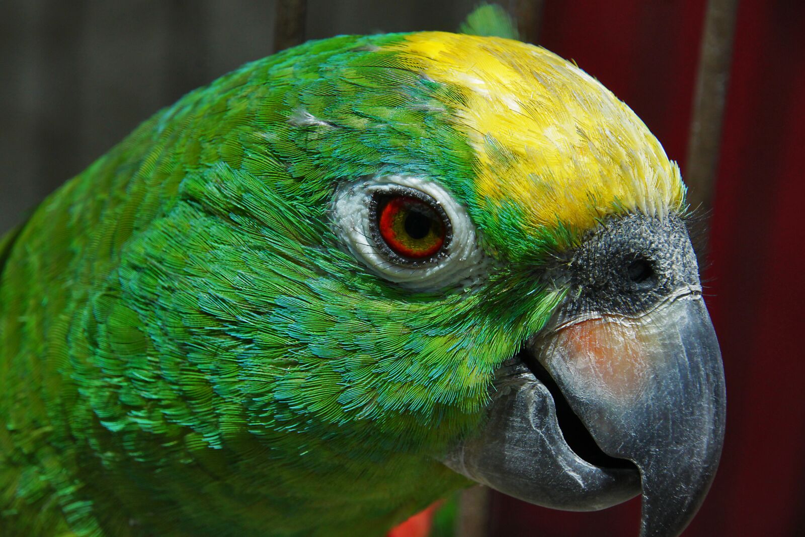 Canon EOS 500D (EOS Rebel T1i / EOS Kiss X3) sample photo. Bird, parrot, feather photography