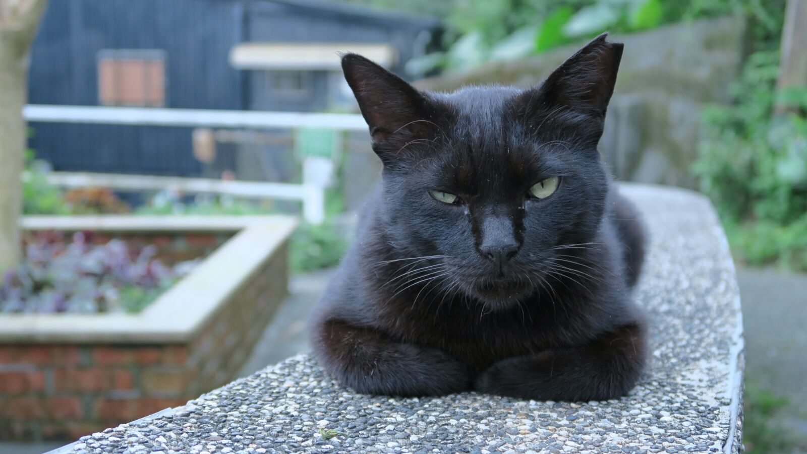 Canon PowerShot G7 X sample photo. Cute, cat, animal photography