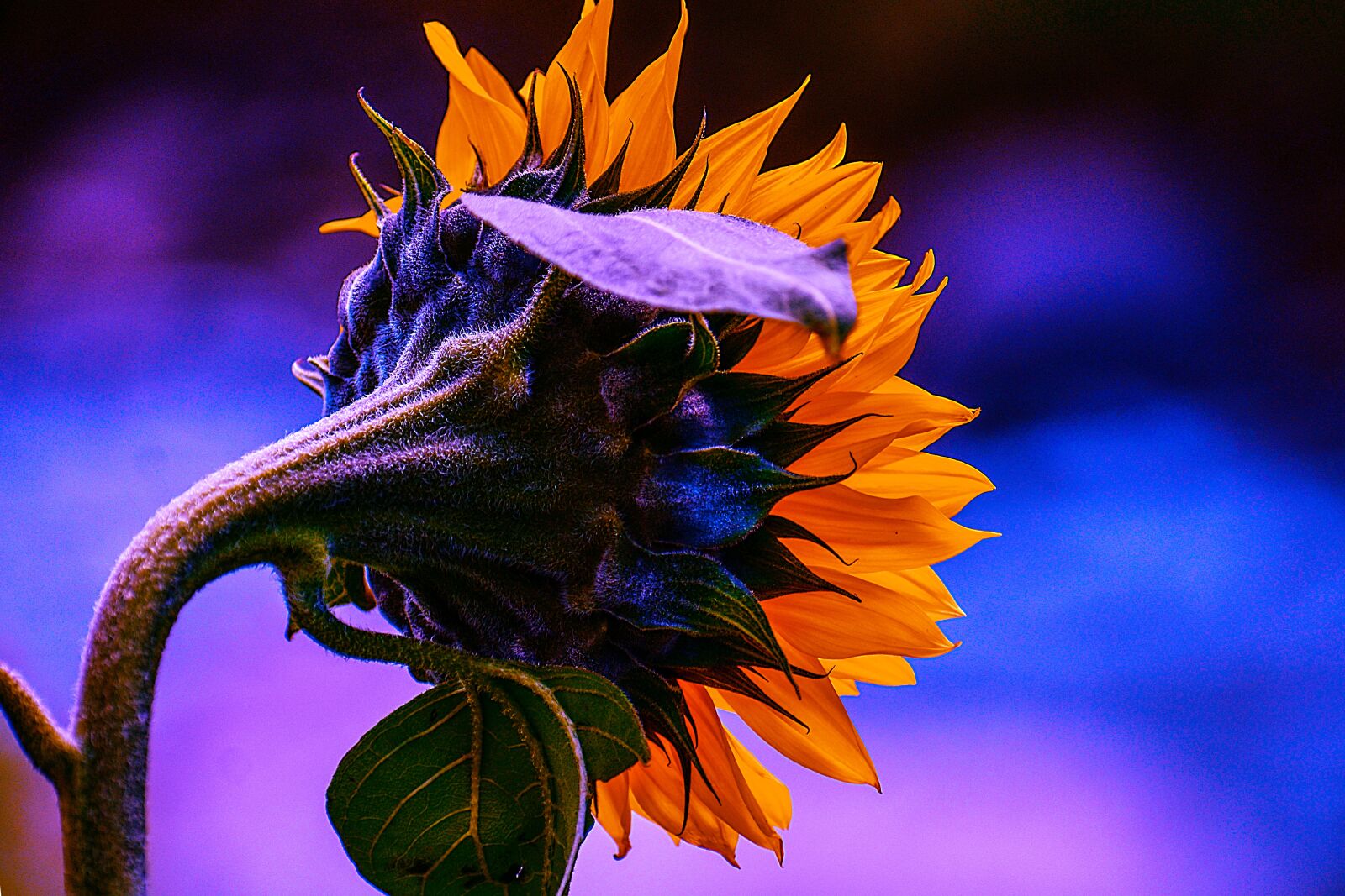 Nikon D3400 sample photo. Sunflower, flower, spring photography