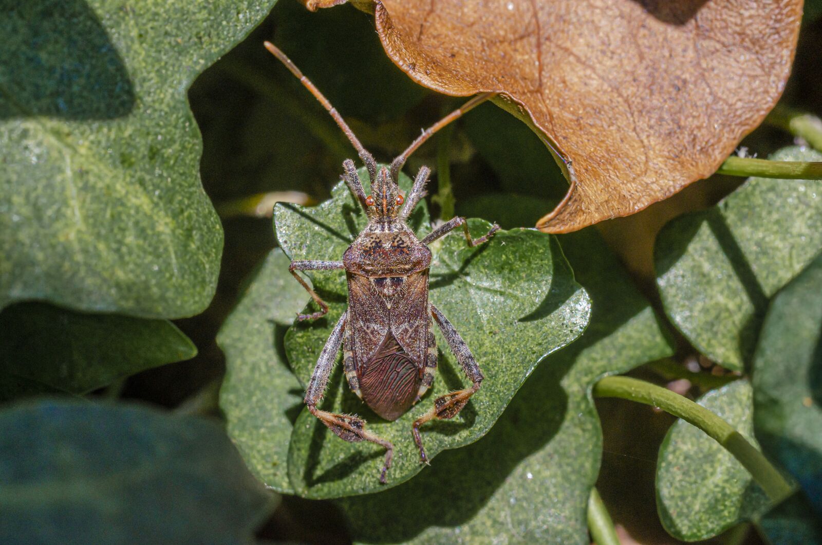 Nikon D7000 sample photo. Bug, insect, wood photography