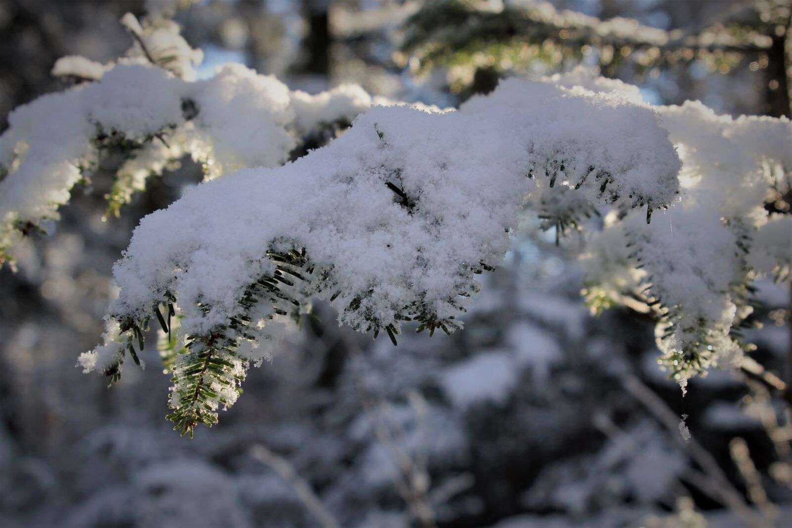24-70mm F2.8 sample photo. Nature, snow, tannenzweig photography
