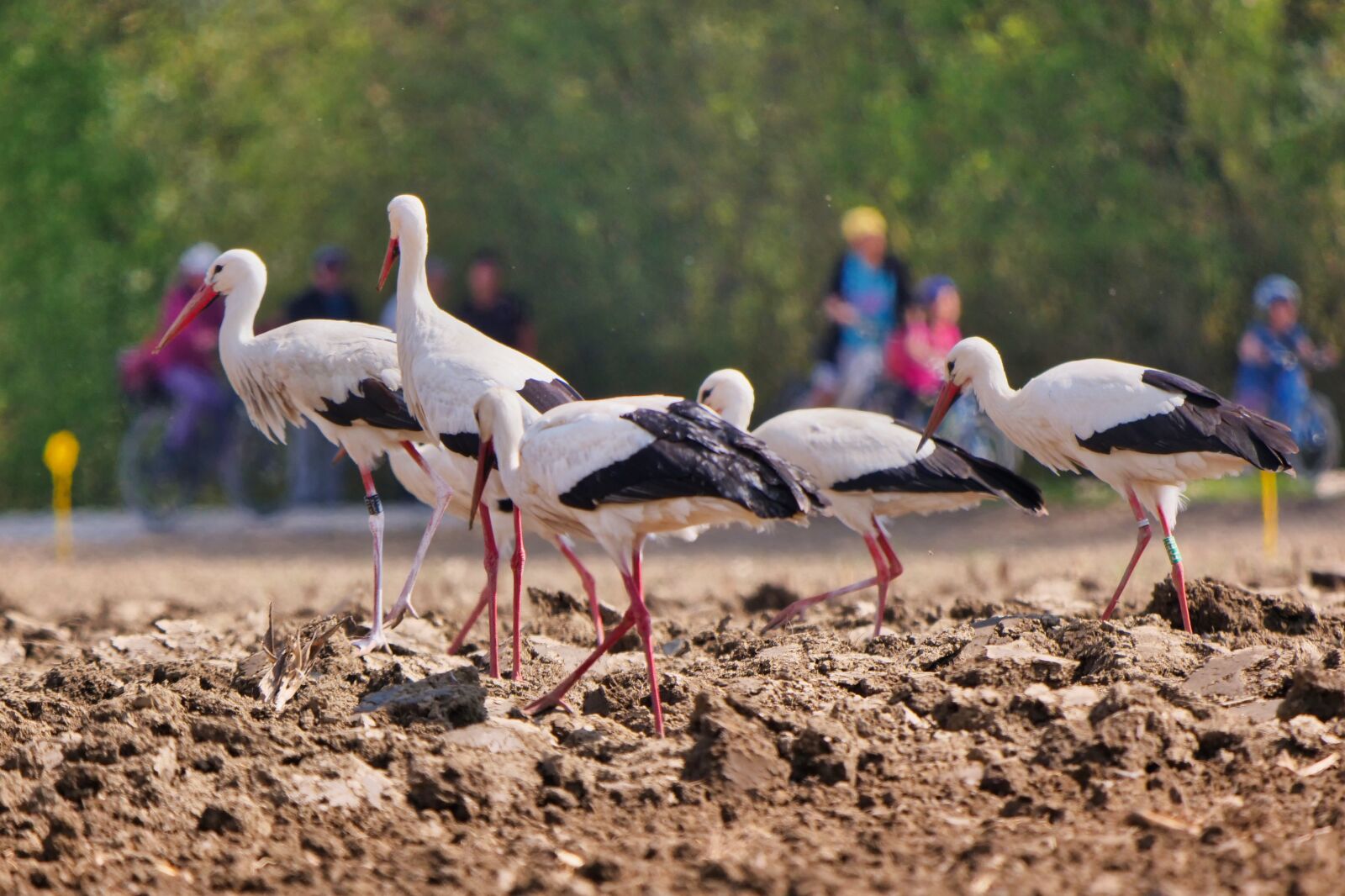 Panasonic Lumix DC-G9 sample photo. Stork, group, field photography