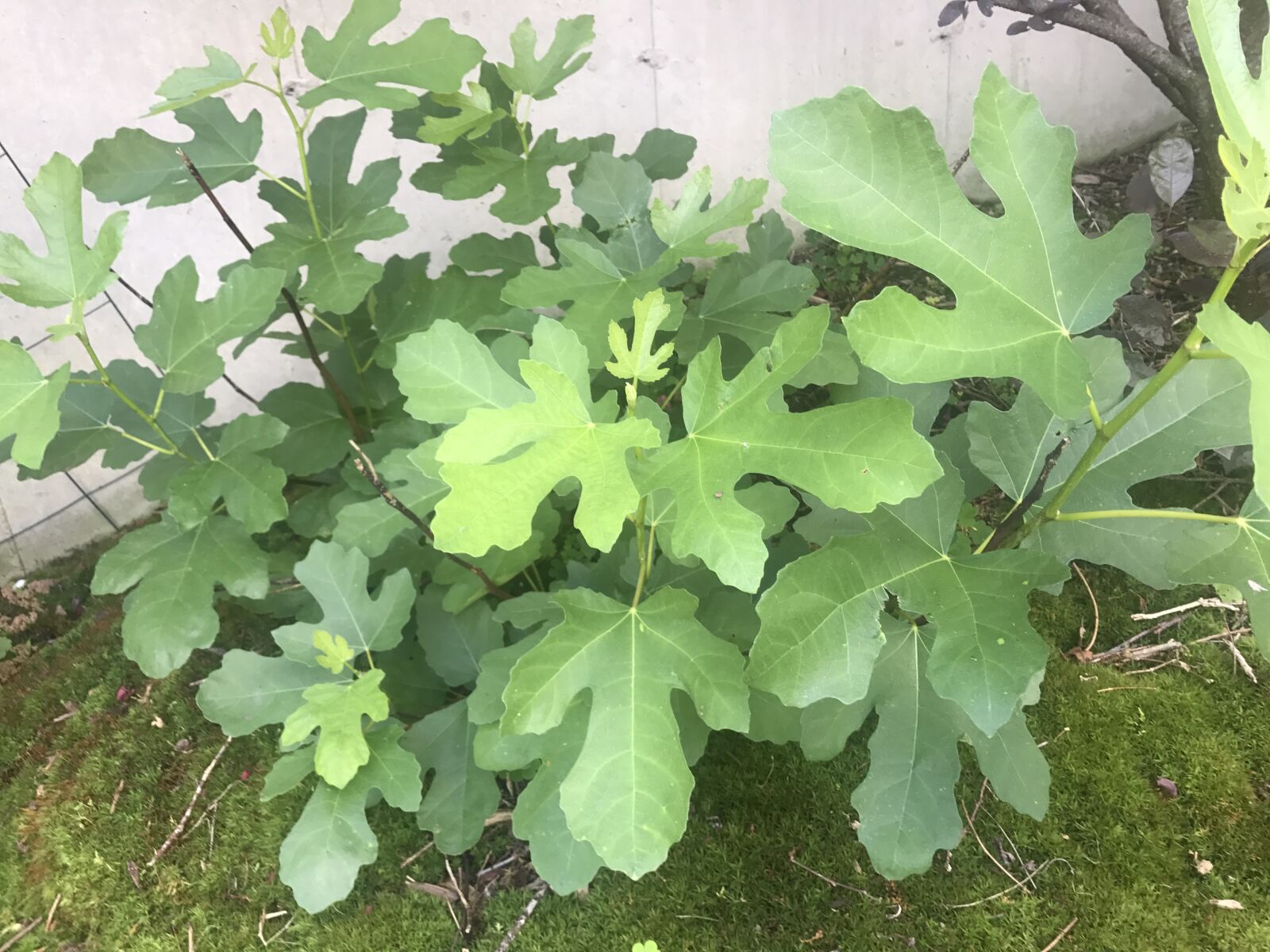 iPhone 7 back camera 3.99mm f/1.8 sample photo. Fig, leaves, tree photography