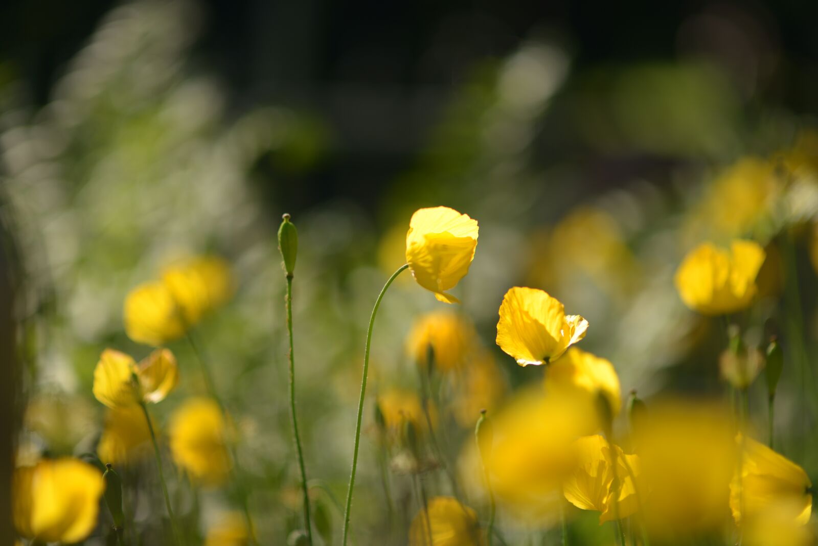 Nikon D600 sample photo. Flowers, yellow, meadow photography