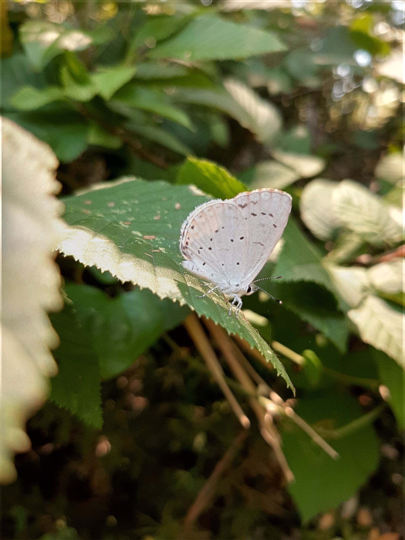 Samsung Galaxy A50 sample photo. White, butterfly, insect photography