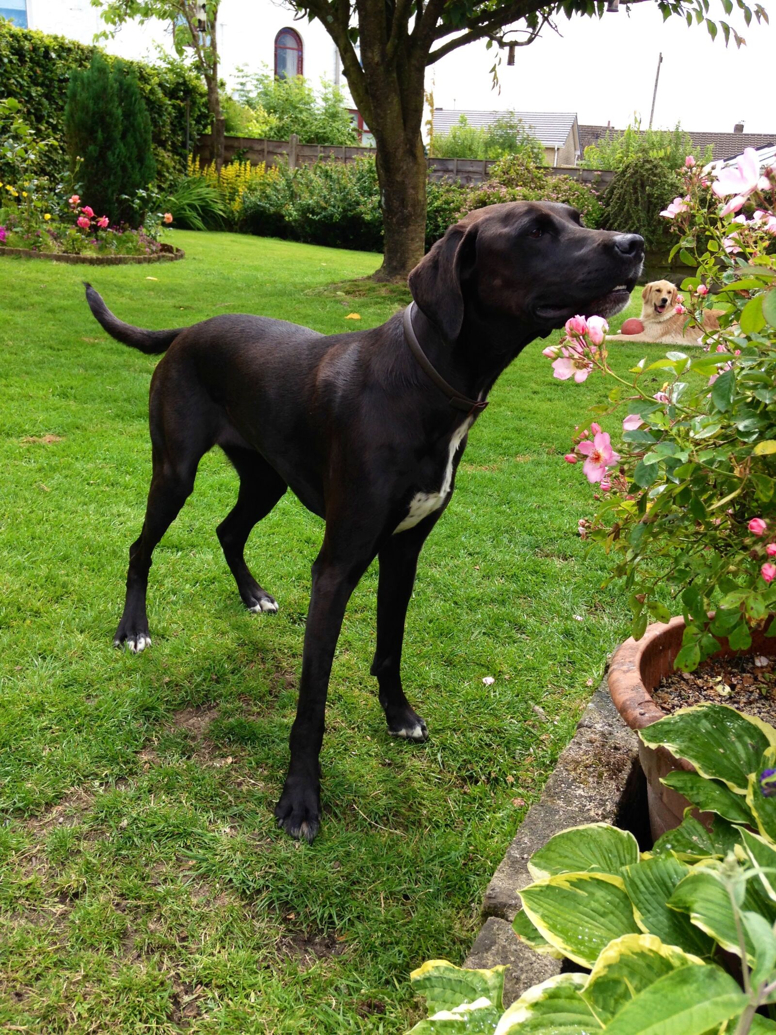 Apple iPhone 5c sample photo. Dog, garden, pet photography