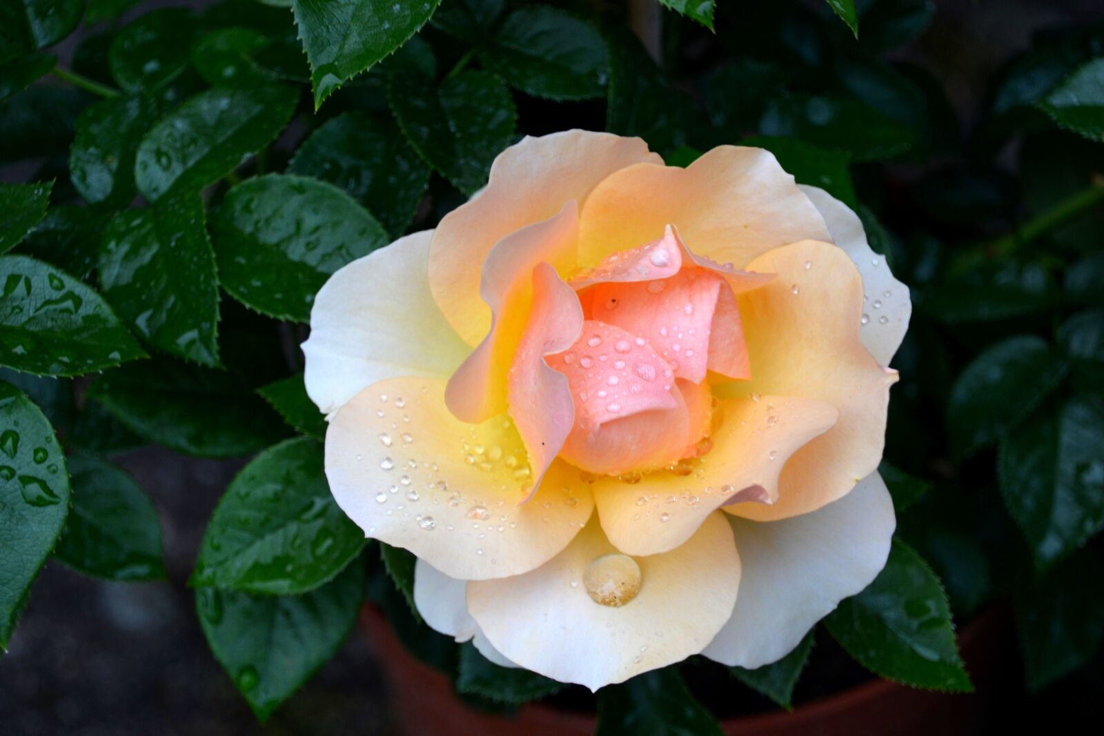 Nikon D5100 sample photo. Rose, flower, blossom photography