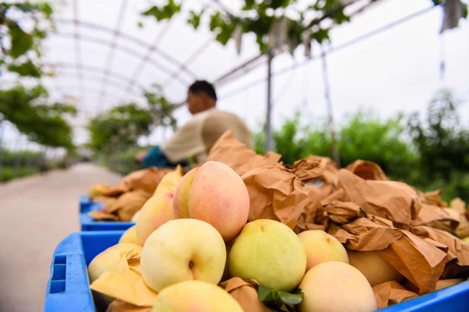 Nikon D850 sample photo. Peaches, harvest, growers photography