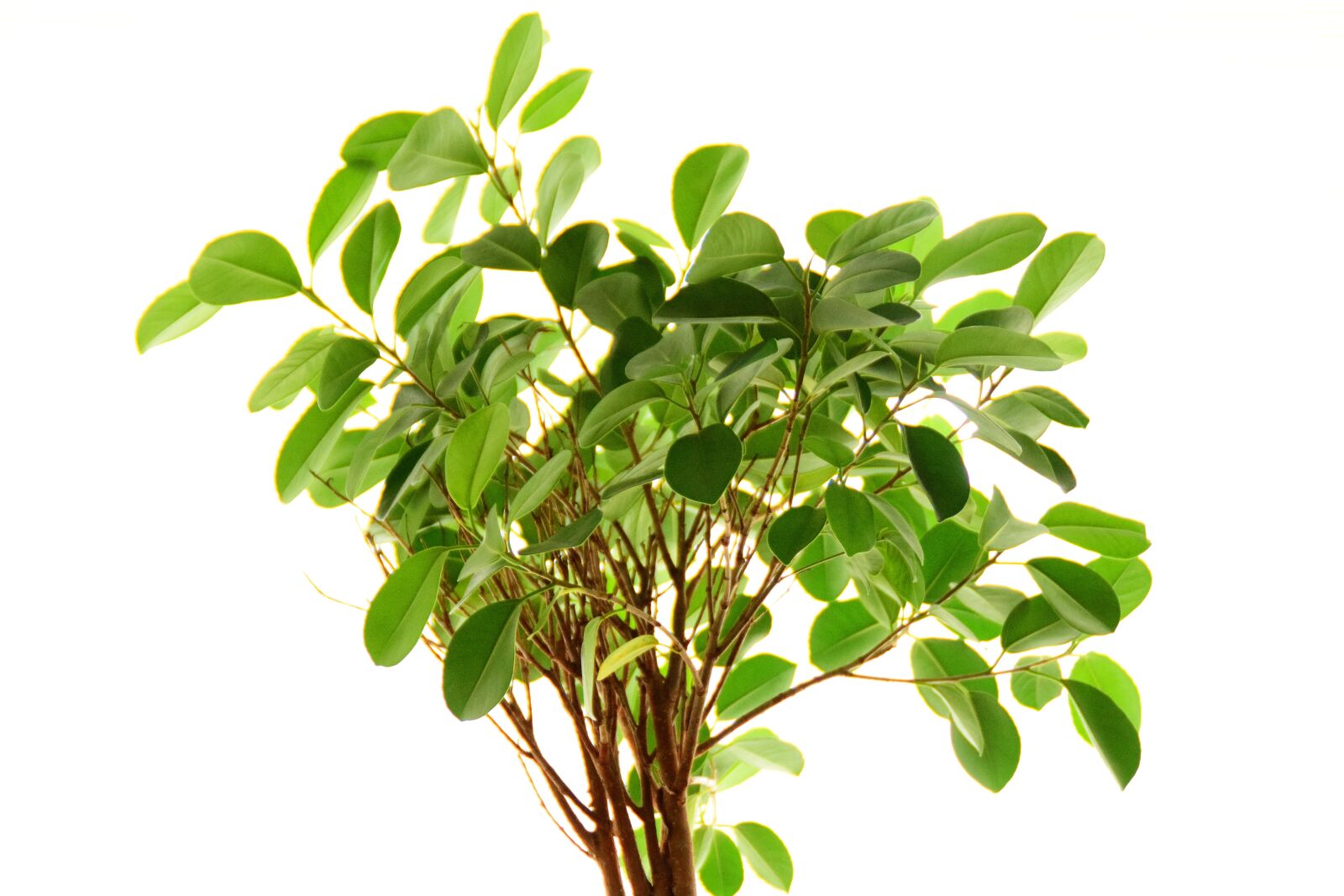 Nikon D5300 sample photo. Ficus, plant, leaves photography
