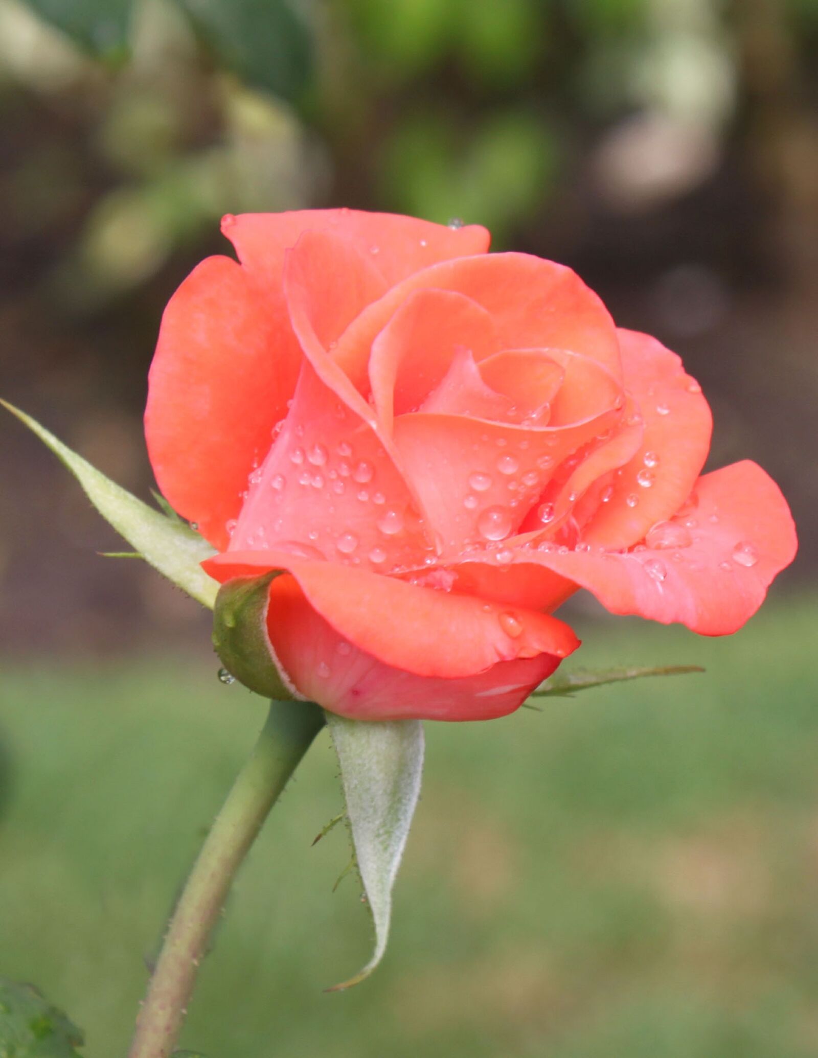 Canon EOS 500D (EOS Rebel T1i / EOS Kiss X3) sample photo. Rosa, garden, pink petals photography