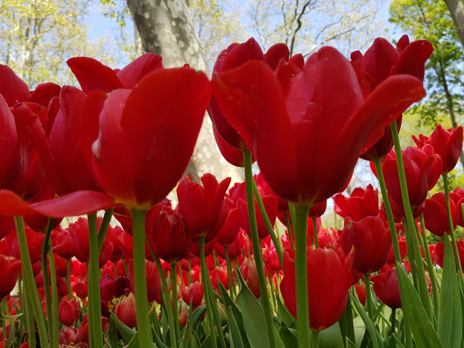 Samsung Galaxy S8 sample photo. Nature, tulip, flower photography