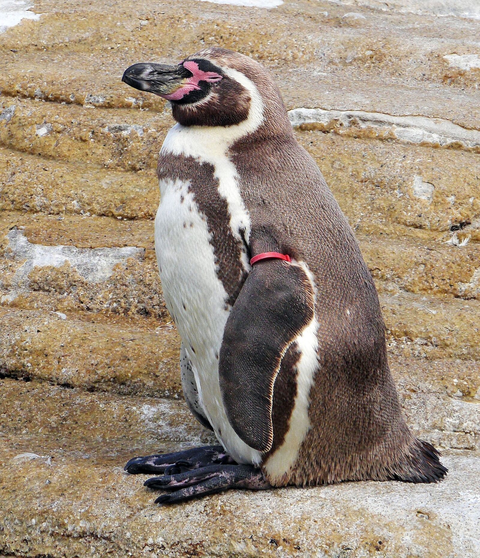 Panasonic Lumix DMC-GH3 sample photo. Humboldt penguin, ozeaneum, stralsund photography