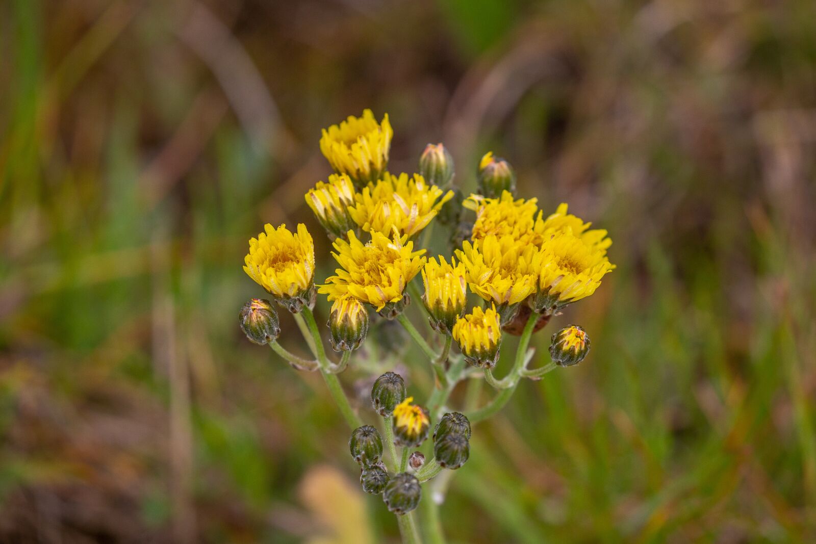 Canon EOS 5D Mark III sample photo. Yellow coltsfoot, tussilago farfara photography